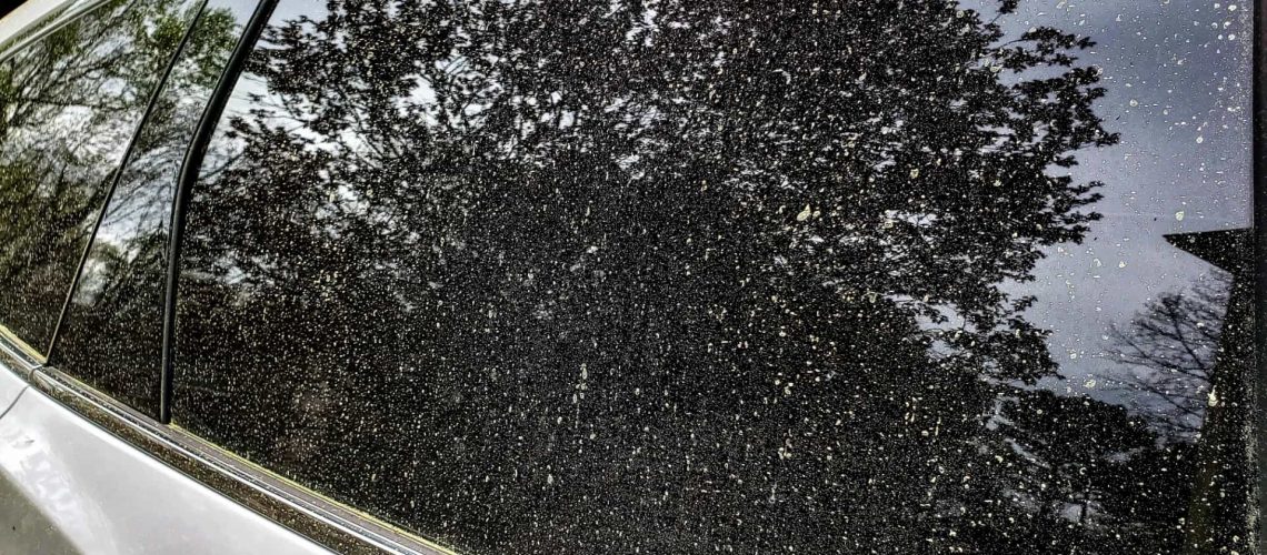 Pollen on car window
